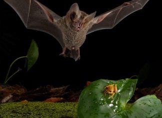 “الأسد الصغير”.. كيف يتصرف الخفاش كأنه ملك الغابة؟ "الأسد الصغير".. كيف يتصرف الخفاش كأنه ملك الغابة؟