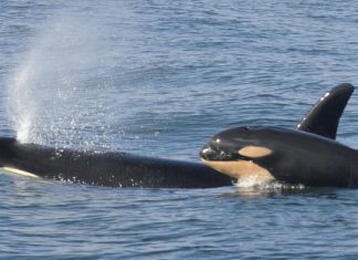 توثيق سلوك مفترس لأول مرة.. حيتان تأكل كبد القرش وتترك جسده توثيق سلوك مفترس لأول مرة.. حيتان تأكل كبد القرش وتترك جسده