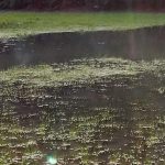 أقدم أنفاق بحرية في العالم تعود لحيوانات عمرها 550 مليون سنة أقدم أنفاق بحرية في العالم تعود لحيوانات عمرها 550 مليون سنة