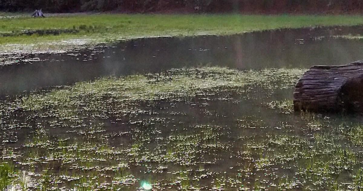 أقدم أنفاق بحرية في العالم تعود لحيوانات عمرها 550 مليون سنة أقدم أنفاق بحرية في العالم تعود لحيوانات عمرها 550 مليون سنة