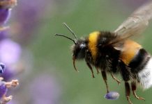 النحل يفهم شفرات مورس ويدرك الزمن بذكاء ميكروسكوبي النحل يفهم شفرات مورس ويدرك الزمن بذكاء ميكروسكوبي