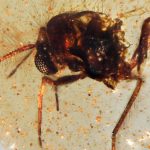 اكتشاف “كبسولة كهرمانية” عمرها 112 مليون سنة مليئة بحشرات كاملة اكتشاف "كبسولة كهرمانية" عمرها 112 مليون سنة مليئة بحشرات كاملة