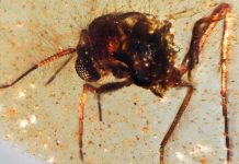 اكتشاف “كبسولة كهرمانية” عمرها 112 مليون سنة مليئة بحشرات كاملة اكتشاف "كبسولة كهرمانية" عمرها 112 مليون سنة مليئة بحشرات كاملة