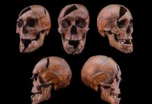 بعد 700 سنة.. العلم يحل لغز جريمة هزّت البلاط الهنغاري بعد 700 سنة.. العلم يحل لغز جريمة هزّت البلاط الهنغاري