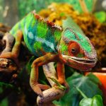 سر عيون الحرباء العجيبة.. أعصاب ملفوفة تمنحها رؤية شبه كاملة سر عيون الحرباء العجيبة.. أعصاب ملفوفة تمنحها رؤية شبه كاملة