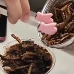 ناشطون يسخرون من الصين بسبب قهوة الصراصير ناشطون يسخرون من الصين بسبب قهوة الصراصير