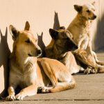 الكلاب رافقت البشر في رحلاتهم عبر أوراسيا منذ 10 آلاف عام الكلاب رافقت البشر في رحلاتهم عبر أوراسيا منذ 10 آلاف عام