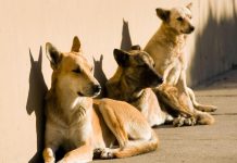 الكلاب رافقت البشر في رحلاتهم عبر أوراسيا منذ 10 آلاف عام الكلاب رافقت البشر في رحلاتهم عبر أوراسيا منذ 10 آلاف عام