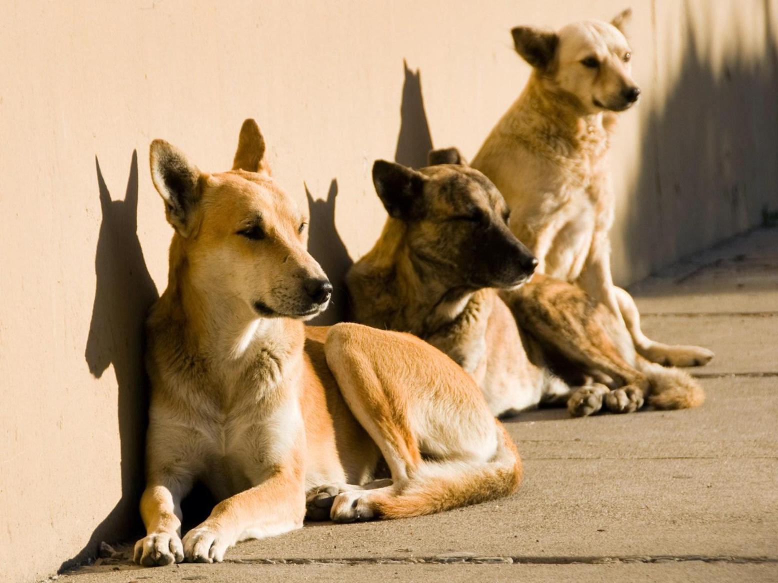 الكلاب رافقت البشر في رحلاتهم عبر أوراسيا منذ 10 آلاف عام الكلاب رافقت البشر في رحلاتهم عبر أوراسيا منذ 10 آلاف عام