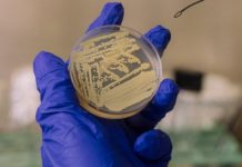 بكتيريا في مختبرات ناسا تتظاهر بالموت! بكتيريا في مختبرات ناسا تتظاهر بالموت!