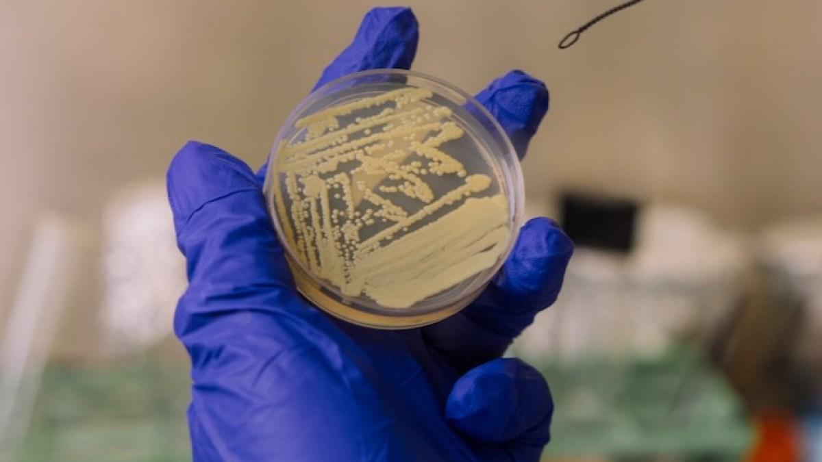 بكتيريا في مختبرات ناسا تتظاهر بالموت! بكتيريا في مختبرات ناسا تتظاهر بالموت!