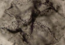 علماء للجزيرة نت: كشفنا عن “أثر الحياة” قبل 3.3 مليارات عام علماء للجزيرة نت: كشفنا عن "أثر الحياة" قبل 3.3 مليارات عام