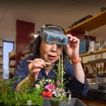 اكتشاف خليط البروكلي والكرنب لزراعة محاصيل جديدة اكتشاف خليط البروكلي والكرنب لزراعة محاصيل جديدة