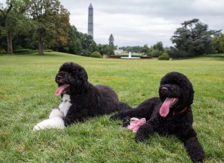 كلبك “المهذب” يحمل داخله بقايا ذئب قديم كلبك "المهذب" يحمل داخله بقايا ذئب قديم