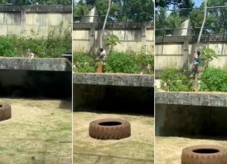 لبؤة تقتل رجلاً في حديقة حيوان بالبرازيل لبؤة تقتل رجلاً في حديقة حيوان بالبرازيل