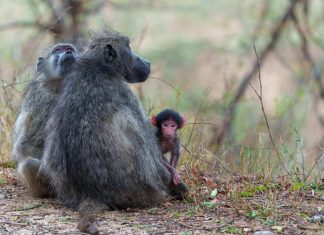 قردة البابون الغينية توزع اللحم حسب الطبقات الاجتماعية قردة البابون الغينية توزع اللحم حسب الطبقات الاجتماعية