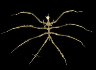 اكتشاف كائنات جديدة لافتة في موقع تعدين بالمحيط الهادي اكتشاف كائنات جديدة لافتة في موقع تعدين بالمحيط الهادي