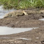 التماسيح تظهر في مصارف محافظة مصرية.. ما التفسير العلمي؟ التماسيح تظهر في مصارف محافظة مصرية.. ما التفسير العلمي؟