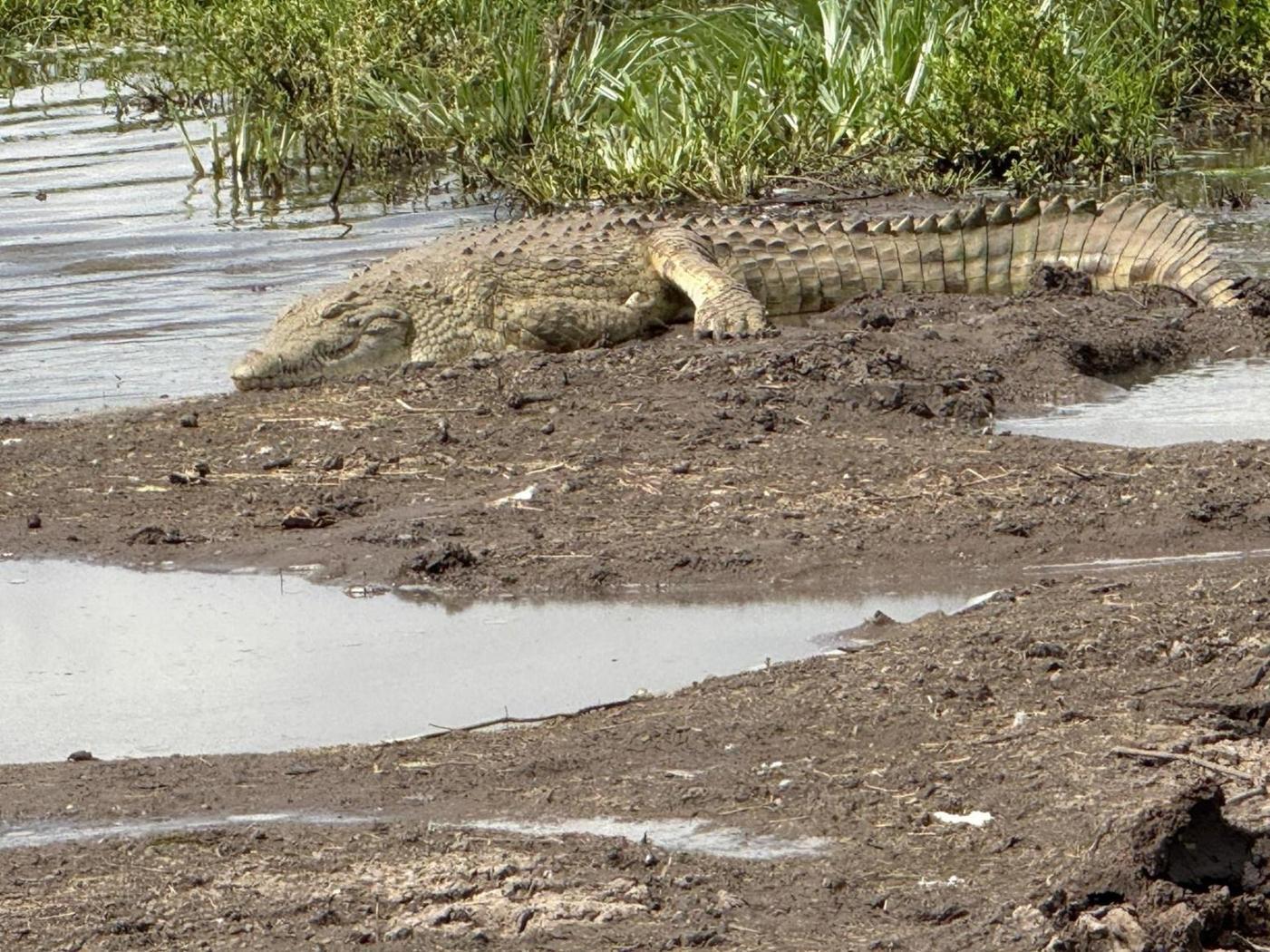 التماسيح تظهر في مصارف محافظة مصرية.. ما التفسير العلمي؟ التماسيح تظهر في مصارف محافظة مصرية.. ما التفسير العلمي؟