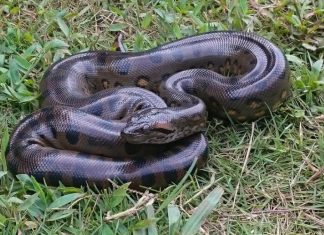 أناكوندا عمرها 12 مليون سنة.. عملاق صمد حين انقرض الآخرون أناكوندا عمرها 12 مليون سنة.. عملاق صمد حين انقرض الآخرون