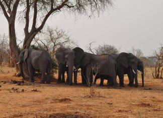 في بوتسوانا.. طريقة جديدة لحل الخلاف بين البشر والفيلة في بوتسوانا.. طريقة جديدة لحل الخلاف بين البشر والفيلة