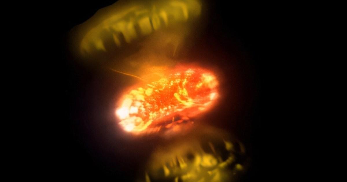 علماء يلتقطون صورا مقرّبة تكشف كيف تنفجر النجوم لحظة بلحظة علماء يلتقطون صورا مقرّبة تكشف كيف تنفجر النجوم لحظة بلحظة