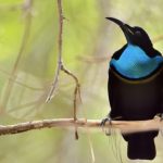 “طائر الجنّة” يلهم صناعة أقمشة سوداء فائقة "طائر الجنّة" يلهم صناعة أقمشة سوداء فائقة