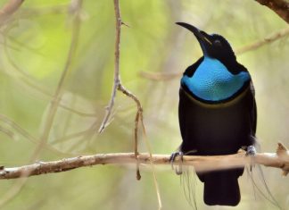 “طائر الجنّة” يلهم صناعة أقمشة سوداء فائقة "طائر الجنّة" يلهم صناعة أقمشة سوداء فائقة