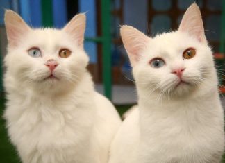 علماء للجزيرة نت: أصول القطط المنزلية ترجع إلى شمال أفريقيا علماء للجزيرة نت: أصول القطط المنزلية ترجع إلى شمال أفريقيا