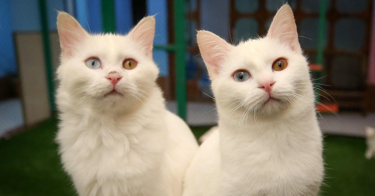 علماء للجزيرة نت: أصول القطط المنزلية ترجع إلى شمال أفريقيا علماء للجزيرة نت: أصول القطط المنزلية ترجع إلى شمال أفريقيا