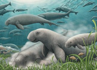 قصة أبقار البحر في قطر عمرها 21 مليون سنة قصة أبقار البحر في قطر عمرها 21 مليون سنة