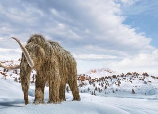 عمره 40 ألف سنة.. أقدم حمض نووي ريبوزي وجد بماموث صوفي عمره 40 ألف سنة.. أقدم حمض نووي ريبوزي وجد بماموث صوفي