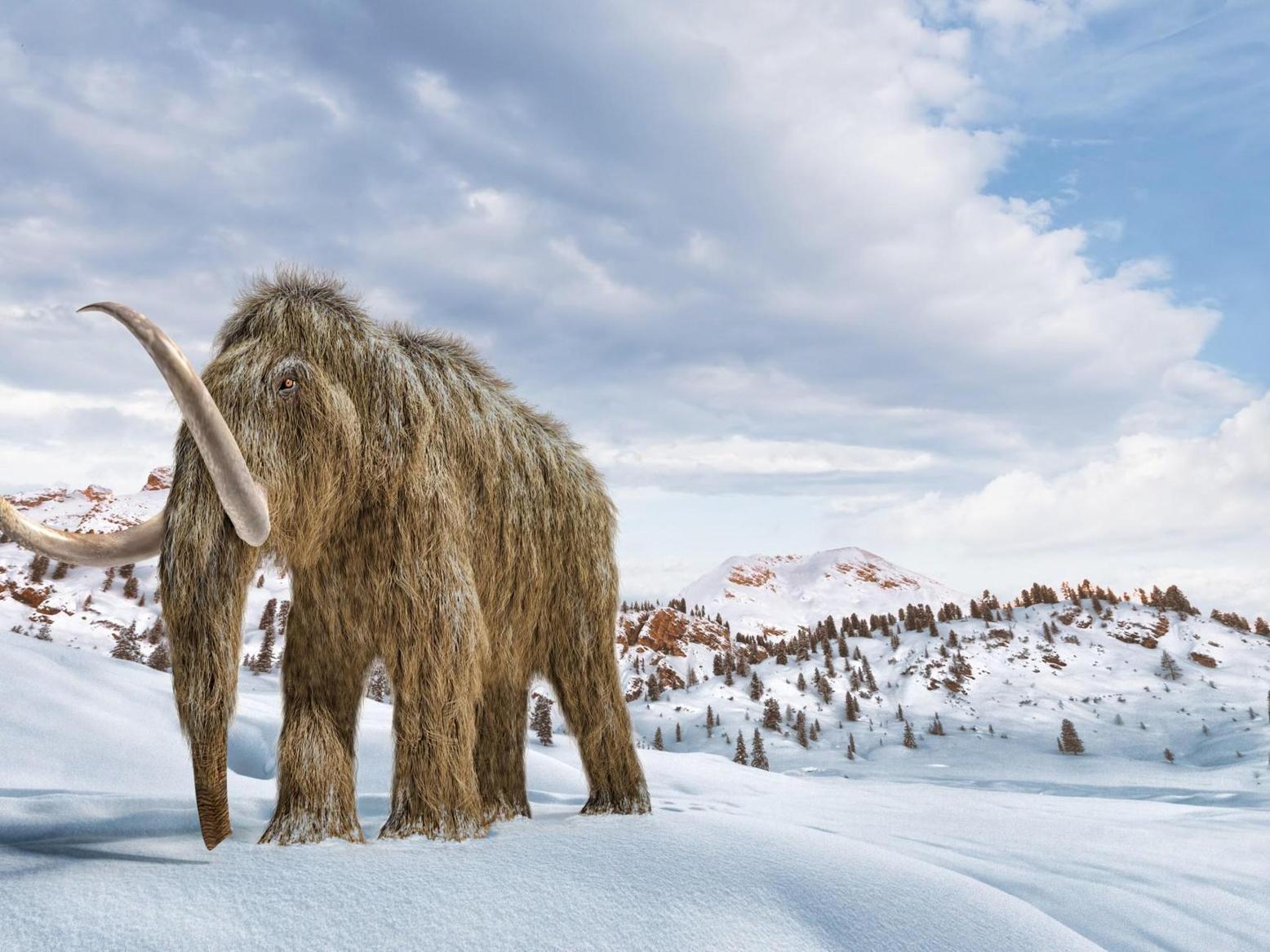 عمره 40 ألف سنة.. أقدم حمض نووي ريبوزي وجد بماموث صوفي عمره 40 ألف سنة.. أقدم حمض نووي ريبوزي وجد بماموث صوفي