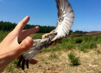 طيور مهاجرة بدقة “ساعة سويسرية”.. والسر في جهاز وزنه غرام طيور مهاجرة بدقة "ساعة سويسرية".. والسر في جهاز وزنه غرام