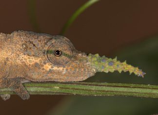 حرباء “بينوكيو” التي خدعت العلماء 150 عاما.. ثم كشفتها الجينات حرباء "بينوكيو" التي خدعت العلماء 150 عاما.. ثم كشفتها الجينات