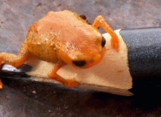 ضفدع اليقطين البرتقالي يبهر العلماء في البرازيل ضفدع اليقطين البرتقالي يبهر العلماء في البرازيل