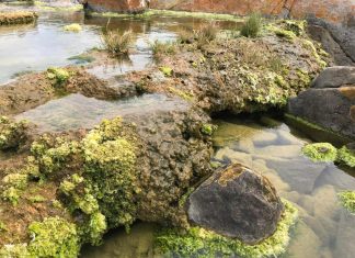 اكتشاف “صخورا حية” بجنوب أفريقيا قد تفيد البشر اكتشاف "صخورا حية" بجنوب أفريقيا قد تفيد البشر