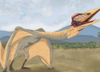 أحافير تكشف كيف تعلم التيروصورات الطيران أحافير تكشف كيف تعلم التيروصورات الطيران