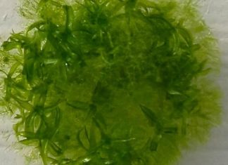 الطحلب الياباني الذي نجا لأكثر من 9 أشهر في الفضاء الطحلب الياباني الذي نجا لأكثر من 9 أشهر في الفضاء