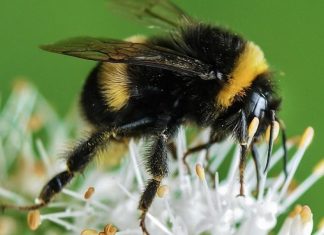 لم تعد الألوان اللامعة نادرة في الطبيعة؟ النحل يجيب لم تعد الألوان اللامعة نادرة في الطبيعة؟ النحل يجيب