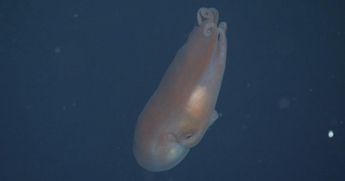 أخطبوط أخطبوط