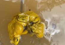 سر قدرة الضفادع الآسيوية على تغيير لونها سر قدرة الضفادع الآسيوية على تغيير لونها