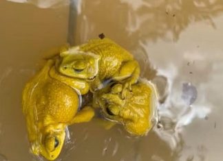 سر قدرة الضفادع الآسيوية على تغيير لونها سر قدرة الضفادع الآسيوية على تغيير لونها