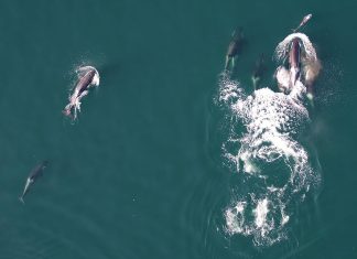 عداوة تتحول لصداقة.. حيتان تصطاد مع الدلافين وتتقاسم الغنيمة عداوة تتحول لصداقة.. حيتان تصطاد مع الدلافين وتتقاسم الغنيمة