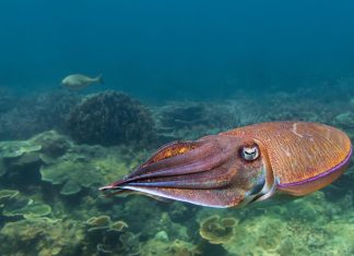 الحبار الفرعوني.. علاج التهابات محتمل من أعماق البحر الأحمر الحبار الفرعوني.. علاج التهابات محتمل من أعماق البحر الأحمر