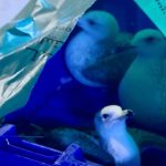 عودة طيور “الصلال” المهاجرة بعد إحباط صيدها في قطر عودة طيور "الصلال" المهاجرة بعد إحباط صيدها في قطر