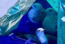 عودة طيور “الصلال” المهاجرة بعد إحباط صيدها في قطر عودة طيور "الصلال" المهاجرة بعد إحباط صيدها في قطر