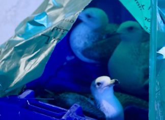 عودة طيور “الصلال” المهاجرة بعد إحباط صيدها في قطر عودة طيور "الصلال" المهاجرة بعد إحباط صيدها في قطر