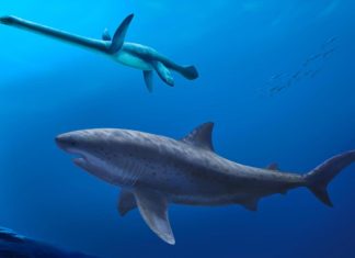 قرش عملاق عاش في بحار الأرض قبل 115 مليون سنة قرش عملاق عاش في بحار الأرض قبل 115 مليون سنة