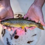 تجارة الأسماك العالمية تنشر سموم “أبدية” في البيئة تجارة الأسماك العالمية تنشر سموم "أبدية" في البيئة